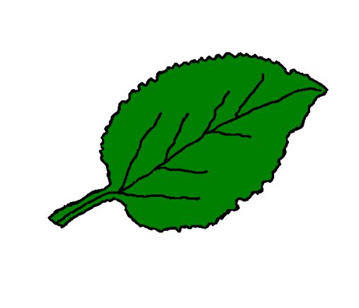 Asd atletica Roma Acquacetosa